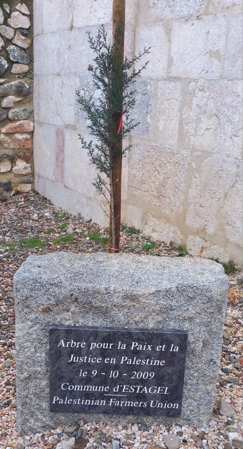 arbre_paix_palestine